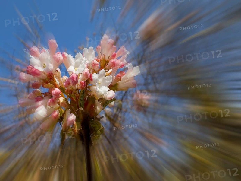Fragrant snowball, snowball (Viburnum farreri), zoom effect