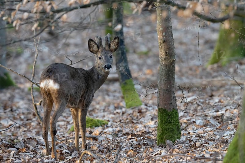 Roebuck (yearling) in the Bast, Wittlich, Rhineland-Palatinate, Germany, Europe