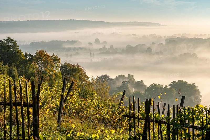 Vineyard with wooden fence in the morning light, view over landscape with morning mist in the Saale valley near Naumburg, Burgenlandkreis, Saxony-Anhalt, Germany, Europe
