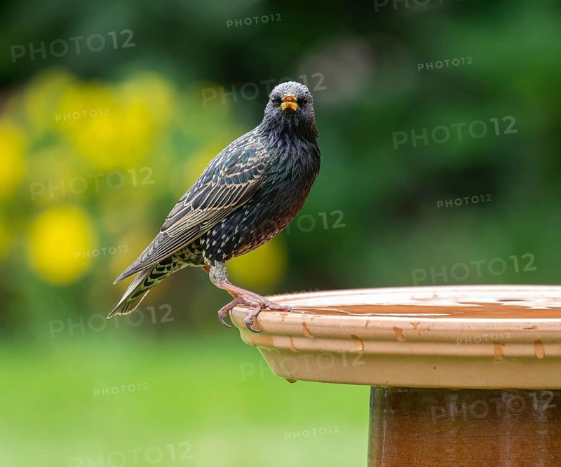 Starling (Sturnus vulgaris) standing on a bird bath, Lower Saxony, Germany, Europe