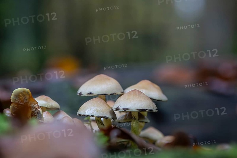 Sulphur tuft (Hypholoma fasciculare), Emsland, Lower Saxony, Germany, Europe