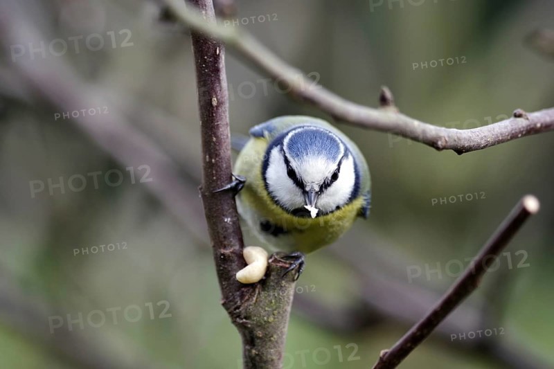 Blue tit (Cyanistes caeruleus), songbird, peanut kernel, tree, winter, close-up, A blue tit pecking at a peanut stuck between branches in a tree