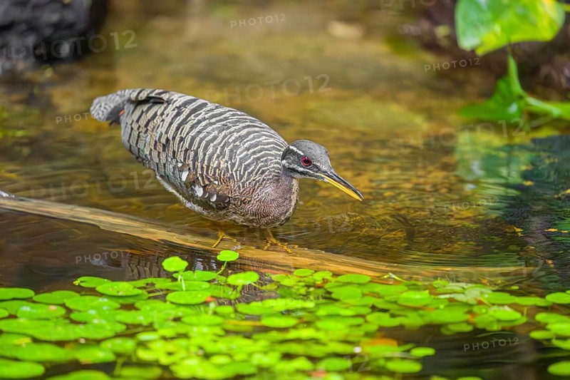 A sunbittern (Eurypyga helias) walks through a shallow creek in a forest searching for food