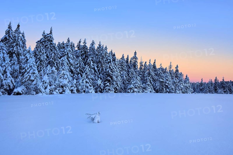 Deep snow-covered forest at dawn, unspoilt winter landscape with dawn, near Torfhaus, Harz National Park, Lower Saxony, Germany, Europe