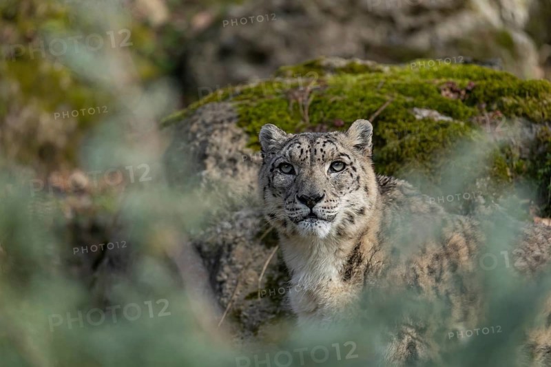 One adult snow leopard (Panthera uncia) standing between rocks on hilly ground surrounded by green vegetation