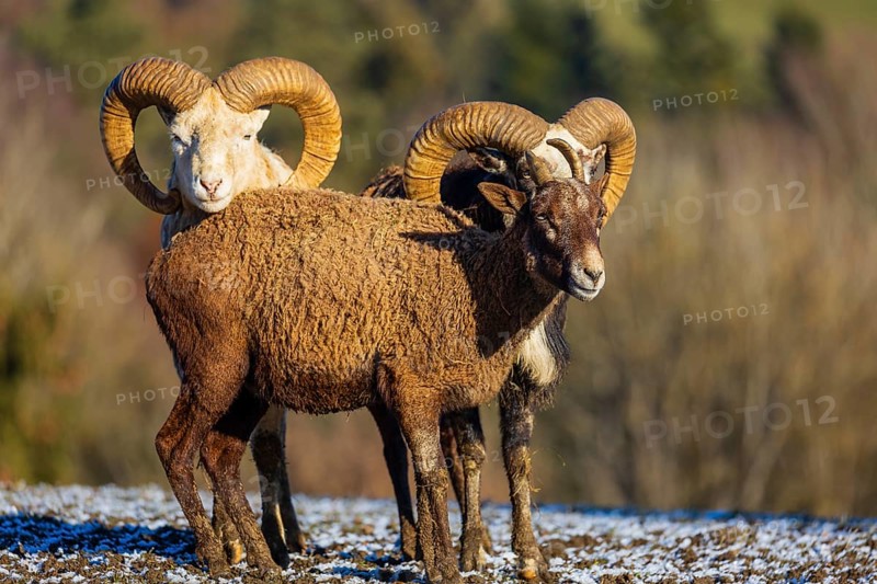 Three snow sheep (Ovis nivicola), or Siberian bighorn sheep stand on a snow covered meadow