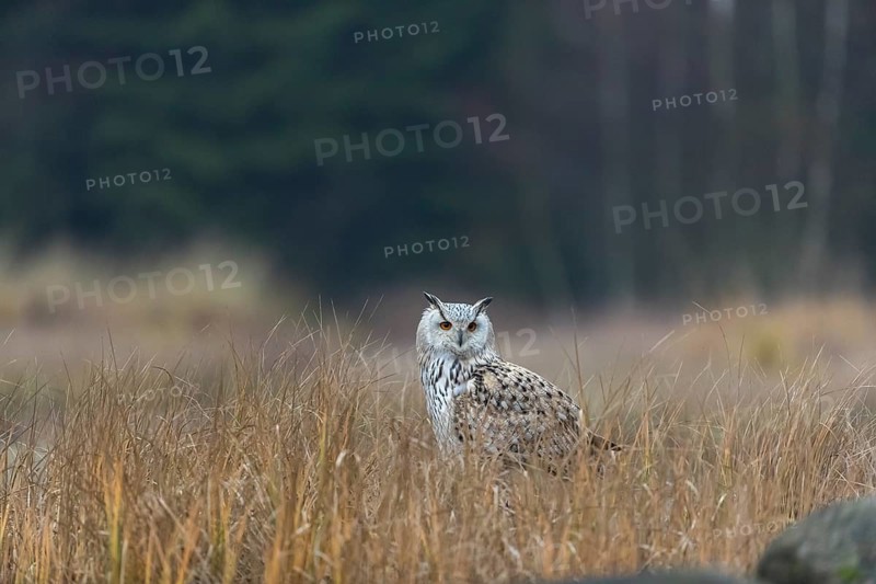 One Siberian Eagle Owl (Bubo bubo sibiricus) sitting on the ground between tall reed grass lakeshore on an autumnal misty cold morning
