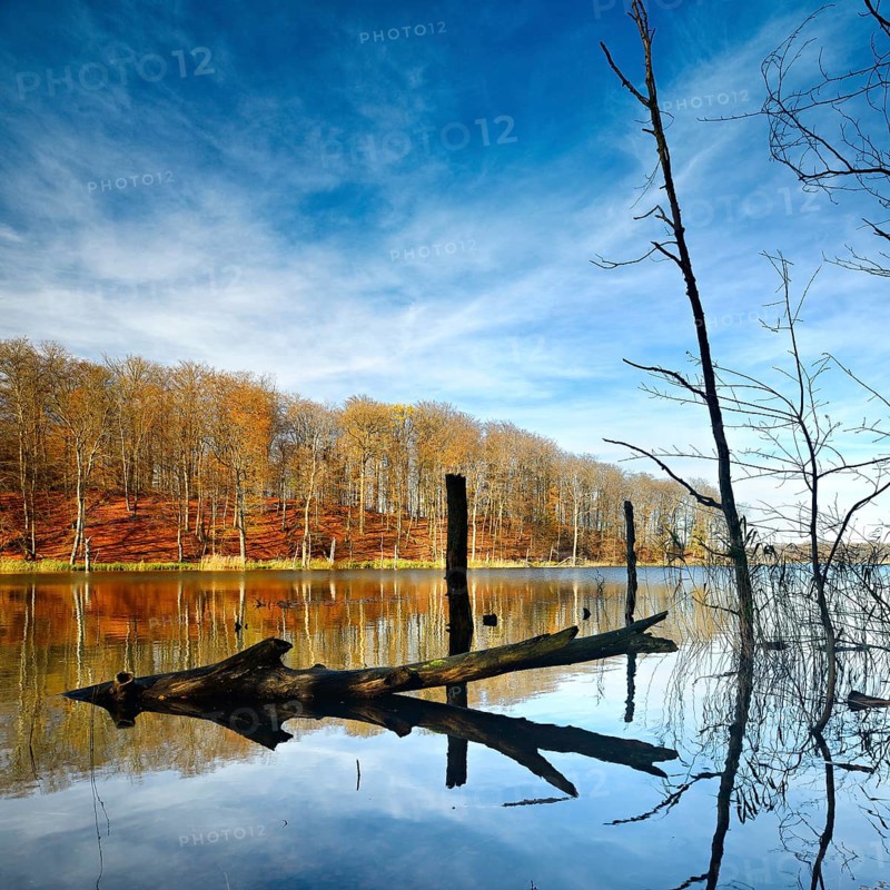 Autumn at Schweingartensee, dead tree trunks on the shore, Müritz National Park, Serrahn sub-area, Mecklenburg-Western Pomerania, Germany, Europe