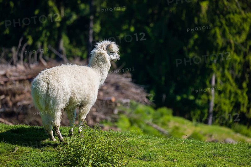One freshly shorn alpaca (Vicugna pacos) stands in a meadow in front of a dark forest