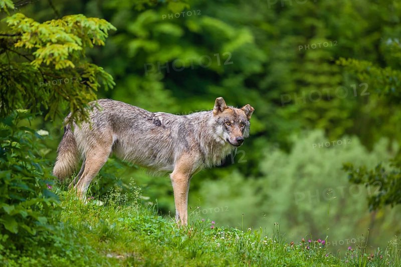 A eurasian gray wolf (Canis lupus lupus) stands on a grassy hill with a green forest in the background
