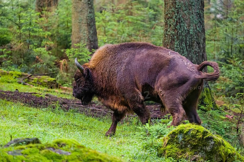 Shitting bull. An adult male European bison (Bison bonasus) stands in a clearing in a dense forest