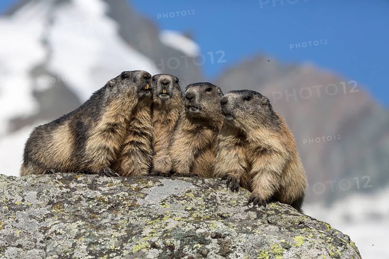 The chorus of the mountains! Four adult Alpine Marmot, Marmota marmota, sitting in front of the Grossglockner mountain in bright sunlight and a blue sky