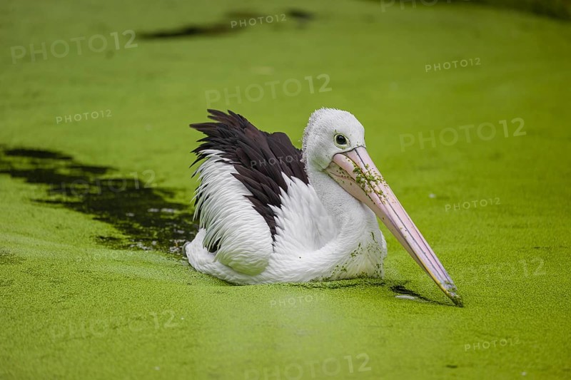 An Australian pelican (Pelecanus conspicillatus) swims in a duckweed-covered pond