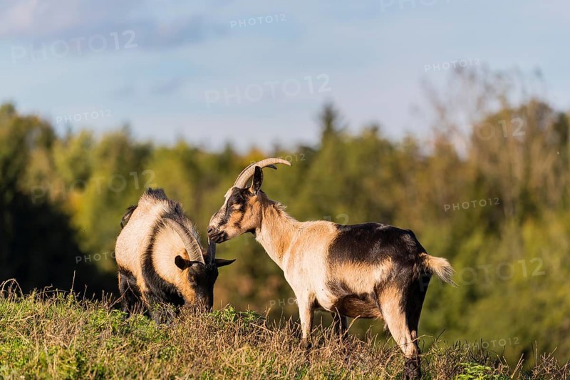 Two female peacock goats (Capra aegagrus f. hircus) stand on a meadow. A forest is in the distant background