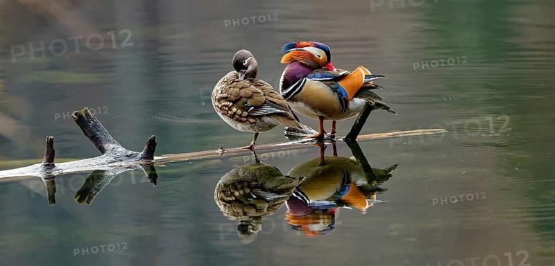 Mandarin ducks (Aix galericulata), male and female, standing on tree trunk, reflection, Hechtsee, Kufstein, Tyrol, Austria, Europe