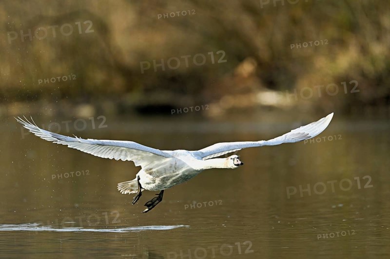 Mute swan (Cygnus olor), taking off from the water, Flachsee, nature reserve, Reusstal, Canton Aargau, Switzerland, Europe