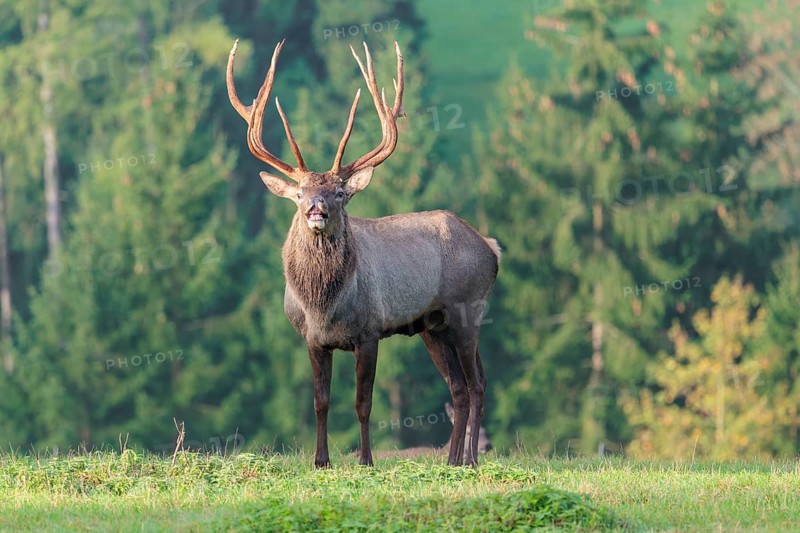 An Altai maral stag (Altai wapiti or Altai moose) (Cervus canadensis sibiricus) stands flehming on a meadow in the early morning