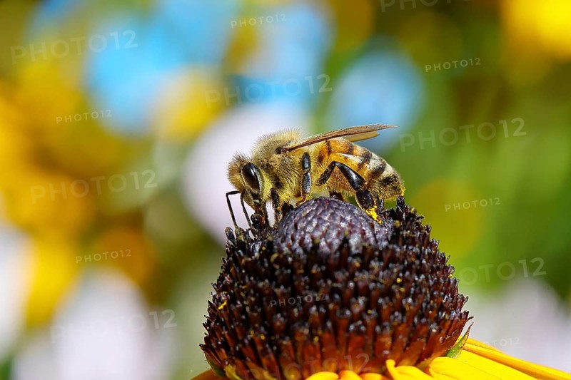 European honey bee (Apis mellifera), collecting nectar from a yellow coneflower (Echinacea paradoxa), close-up with bokeh in the background, macro photograph, Wilnsdorf, North Rhine-Westphalia, Germany, Europe