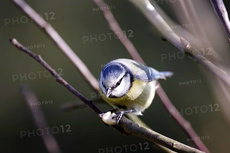 Blue tit (Cyanistes caeruleus), close-up, songbird, bird feeder, winter, A blue tit sits on a branch and pecks at a peanut kernel