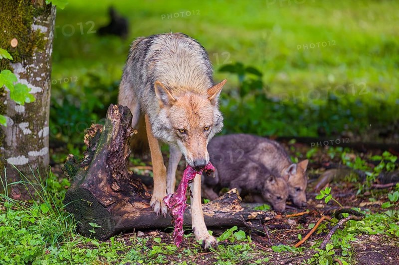A female Eurasian Grey Wolf (Canis lupus lupus) feeds her pups with meat that he chokes out