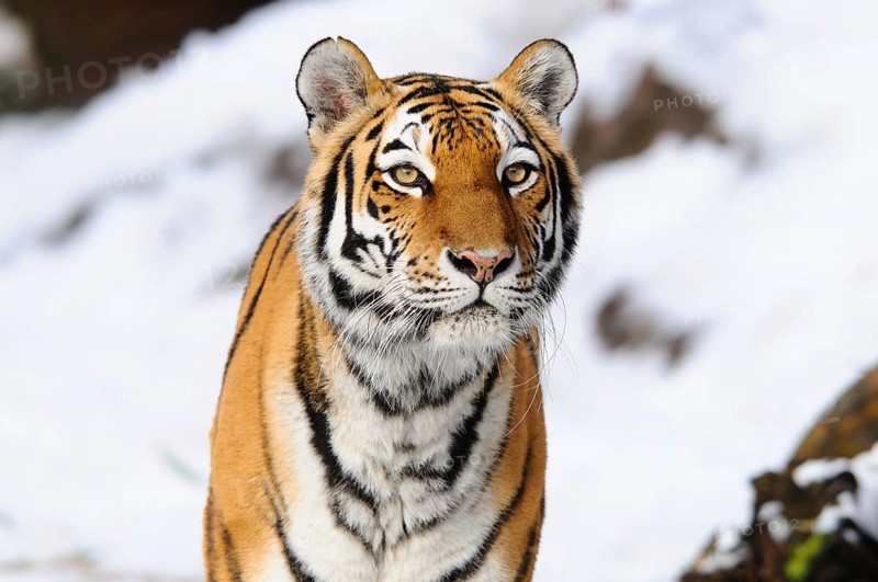 A tiger walks through the snow, its gaze intense and attentive. Winter atmosphere, Siberian tiger (Panthera tigris altaica), captive, occurrence Russia, North Korea and China
