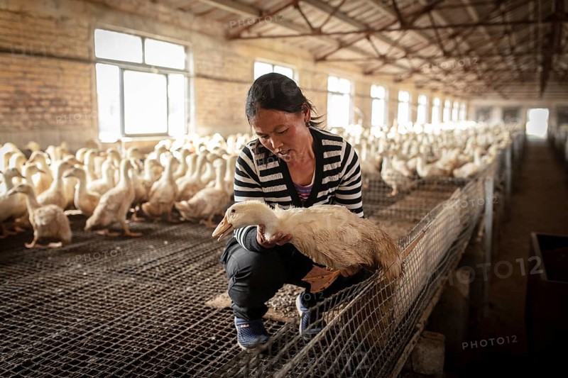 Labourer Ma Jian Hui, the workers live in the respective buildings where the ducks are kept, a small room is set aside for them. There is one labourer for every two duck houses Ducks at the rearing station, Jiang Su Salted Duck Farming Co. Ltd, Xiang Shui County, ChinaJiang Su Salted Duck Farming Co. Ltd