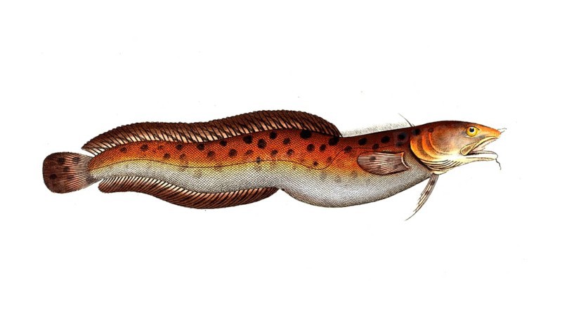 Fish, Fish, Family of cod, Gadus tricirratus, the Sea-Loche, Historical, digitally restored reproduction from a 19th century original, Record date not stated