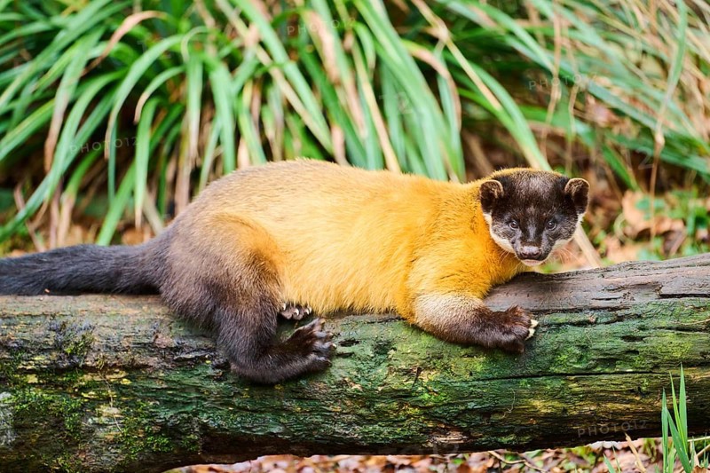 Yellow-throated marten (Martes flavigula) on an old tree trunk, Germany, Europe
