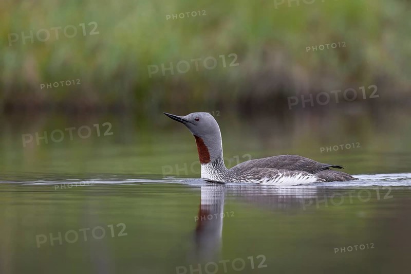 Red-throated diver (Gavia stellata), Sweden, Europe