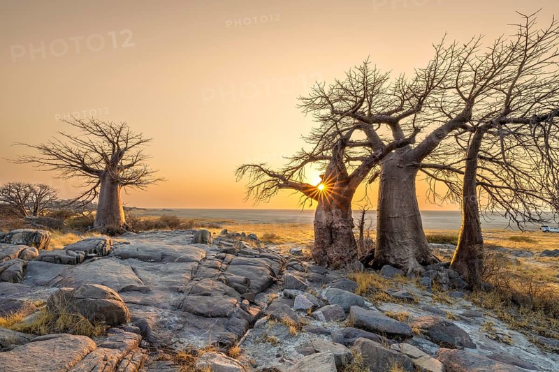 African baobab (Adansonia digitata), several trees at sunrise, sun star, Kubu Island (Lekubu), Sowa Pan, Makgadikgadi salt pans, Botswana, Africa