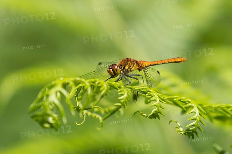 Common darter dragonfly (Sympetrum striolatum) adult female insect on a Bracken plant leaf in the summer, England, United Kingdom, Europe