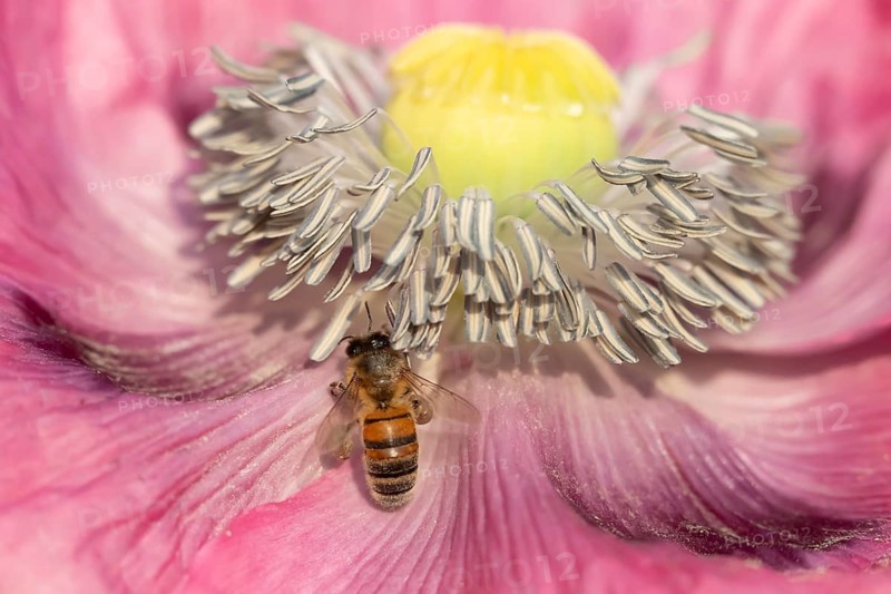 Honey bee (Apis mellifera) adult insect feeding on a poppy flower in an urban garden in summer, England, United Kingdom, Europe