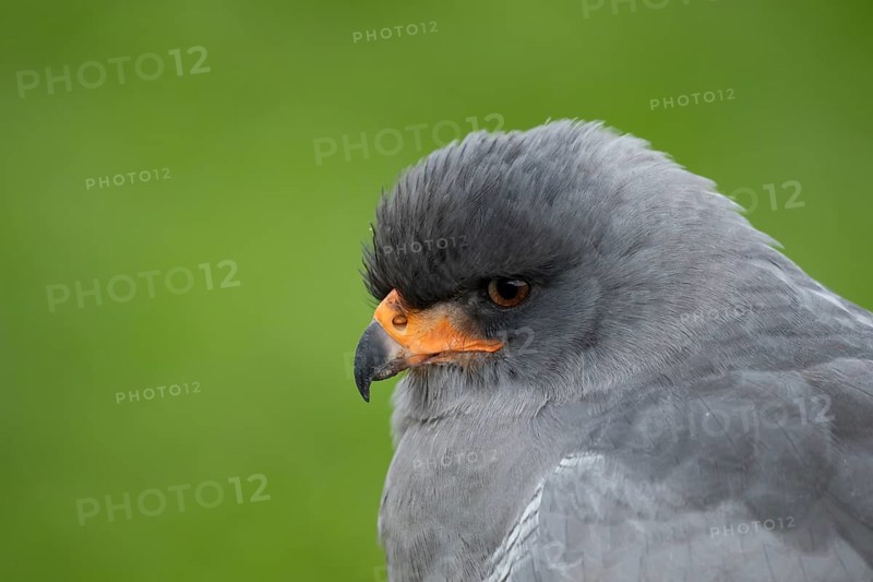 Pale chanting goshawk (Melierax canorus) adult bird of prey head portrait, England, United Kingdom - Captive