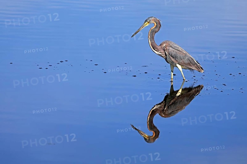 Tricoloured Heron (Egretta tricolor), adult, in the water, foraging, Merritt Island, Black Point Wildlife Drive, Florida, USA, North America