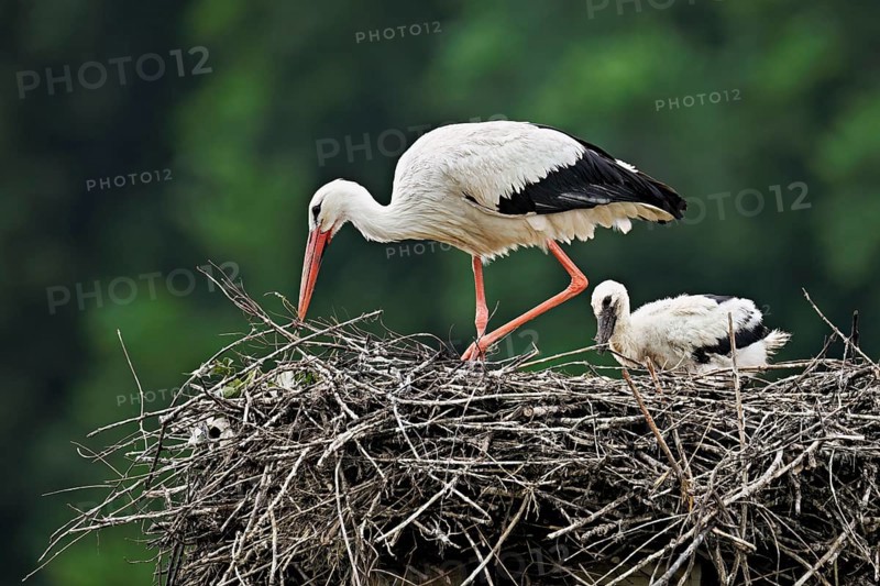 White stork (Ciconia ciconia), adult with chicks standing on eyrie, Canton Aargau, Switzerland, Europe