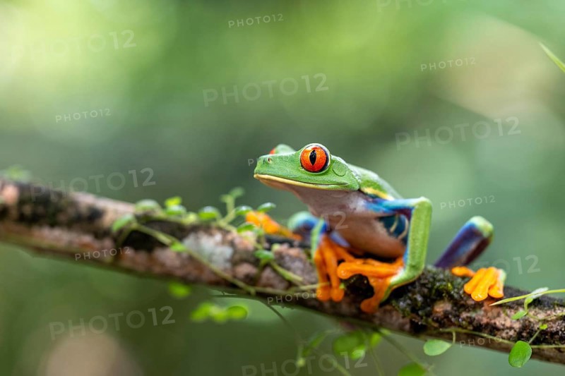 Red-eyed tree frog (Agalychnis callidryas), frogs (Rana), Alajuela, Costa Rica, Central America