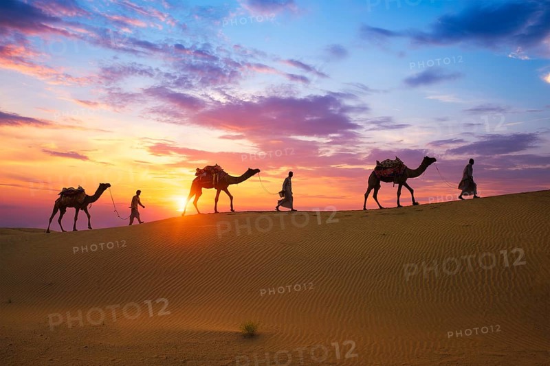 Indian cameleers camel drivers bedouin with camel silhouettes in sand dunes of Thar desert on sunset. Caravan in Rajasthan travel tourism background safari adventure. Jaisalmer, Rajasthan, India, Asia