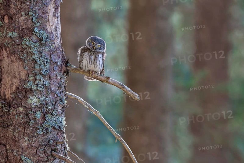 Pygmy Owl (Glaucicium passerinum), sitting on the branch of a tree, Pirchner Ast, Schwaz, Tyrol, Austria, Europe