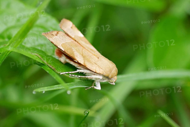 Noctua fimbriata (Noctua fimbriata), butterfly, owl moth, leaf, The Noctua fimbriata sits on a green leaf and immediately catches the eye with its ochre-yellow wings