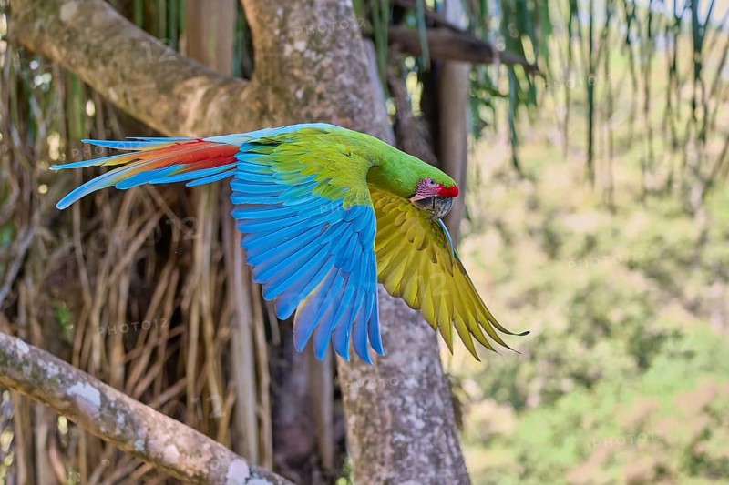 Great green macaw in flight (Ara ambiguus) Costa Rica