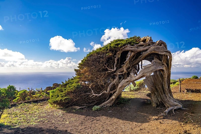 Sabina juniper tree shaped by the wind near El Sabinar, El Hierro, Canary Islands, Spain, Europe