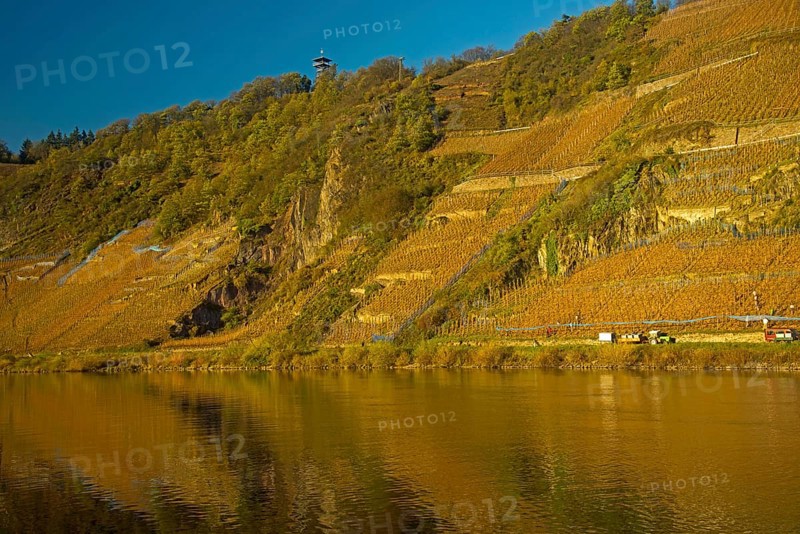 Vineyards near Puenderich, Moselle valley, Cochem-Zell district, Rhineland-Palatinate, Germany, Europe