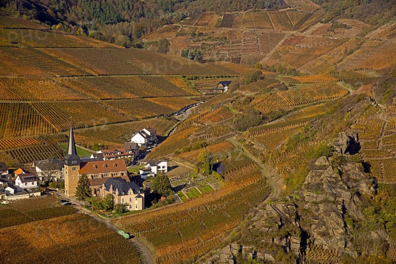 Vineyards in autumn, Mayschoß, Ahr valley, red wine of the Pinot Noir and Portugieser grape is grown here, red wine growing region, Eifel, Rhineland-Palatinate, Germany, Europe