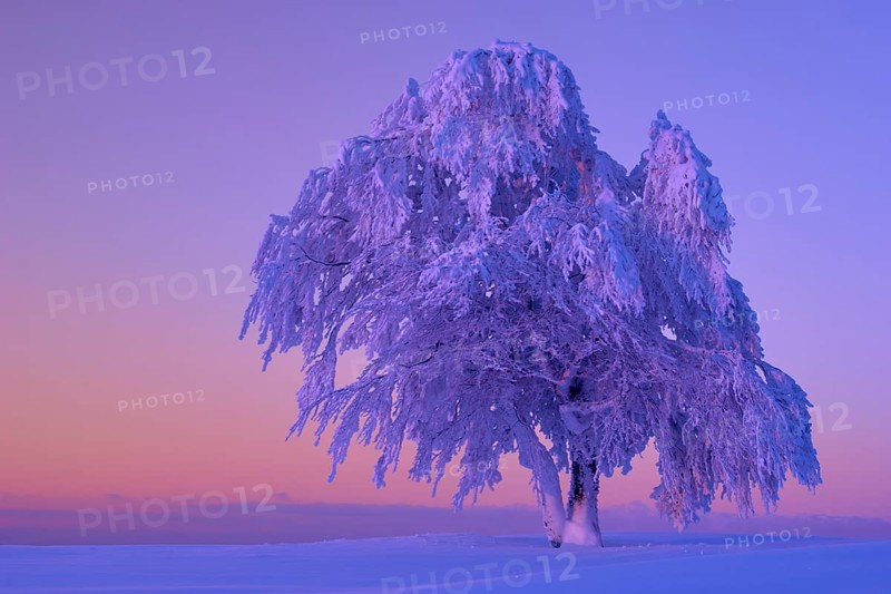 A lone tree, beech tree in the snow at sunrise with purple sky in a winter landscape, Schauinsland, Black Forest, Baden-Württemberg, Germany, Europe