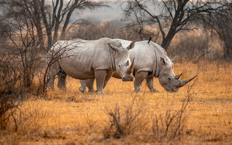 Southern white rhinoceros (Ceratotherium simum simum), two rhinos in the evening light, Khama Rhino Sanctuary, Serowe, Botswana, Africa