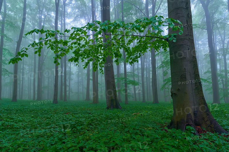 Forest floor with trees in the misty background, Hainich National Park, Thuringia, Germany, Europe