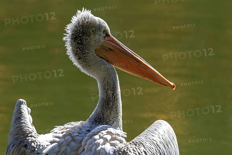 Pelican (Pelecanidae, Pelecanus), captive, Germany, Europe