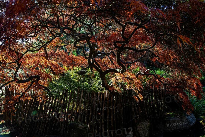 Fan maple (Acer palmatum), picket fence, autumn colours, backlight, Japanese Garden, Zoological City Garden, Karlsruhe, Baden-Württemberg, Germany, Europe