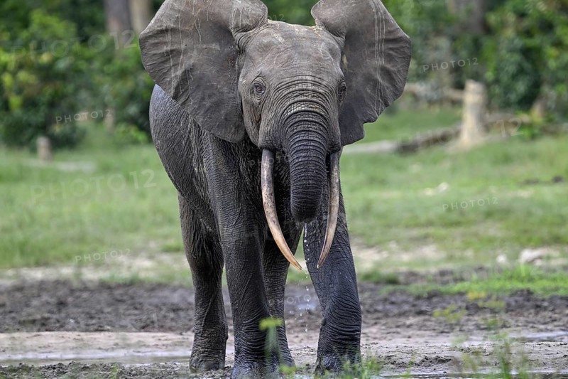 Forest elephant (Loxodonta cyclotis) in the Dzanga Bai forest clearing, Dzanga-Ndoki National Park, Unesco World Heritage Site, Dzanga-Sangha Complex of Protected Areas (DSPAC), Sangha-Mbaéré Prefecture, Central African Republic, Africa