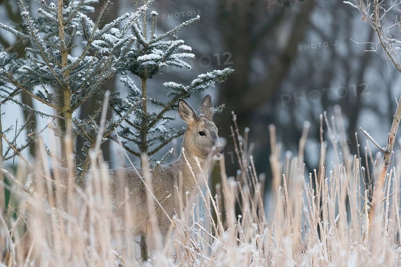 Roe deer between fir trees with hoar frost at minus 15 °C. Feeding on the needles